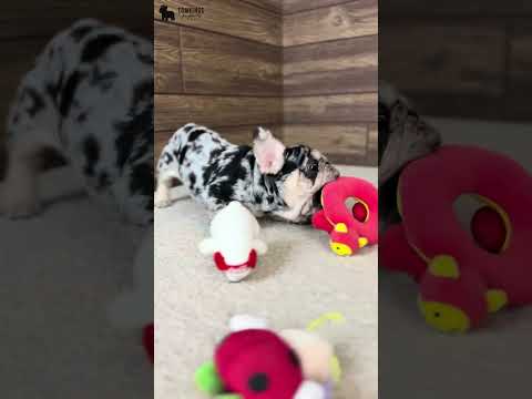 Video 3