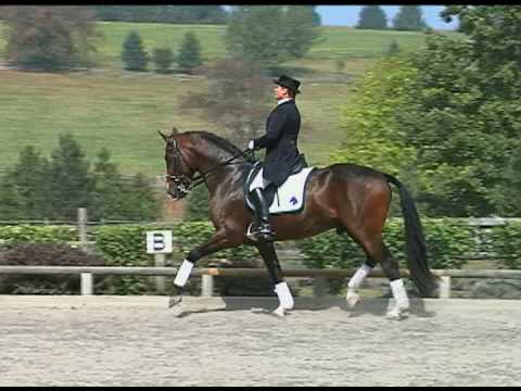 Dressage Stallion Riverman ISF
