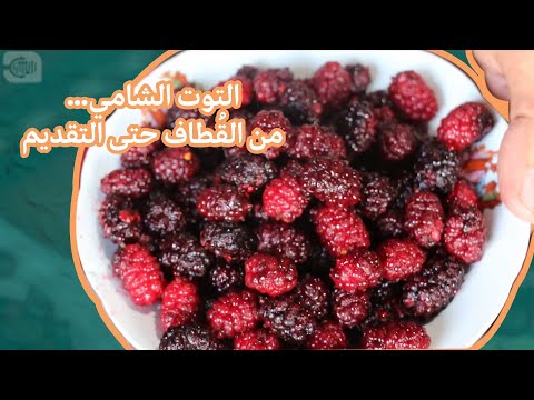 التوت الشامي.. من القطاف حتى التقديم