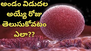 అండం విడుదల అయ్యే రోజు తెలుసుకోవటం ఎలా l Ovulation Symptoms In Telugu l How to Know Ovulation Time