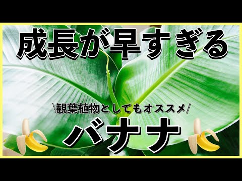 バナナの木を植える時期 湿った土壌 根腐れ 成長が妨げられる