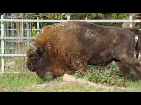 Womo Reisen 2023 SP Bielefeld am Klettergarten und Tierpark