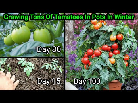 , title : 'How to grow Tomatoes at home | Full Training from seed to harvest | 5 Kg in 1 plant'