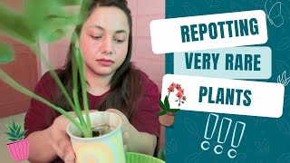 Potting my very Rare Plants in colourful pots ☘️