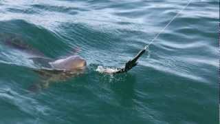 Intenso lavoro della IX Spedizione tra avvistamenti e conferenze tecniche sugli elasmobranchi