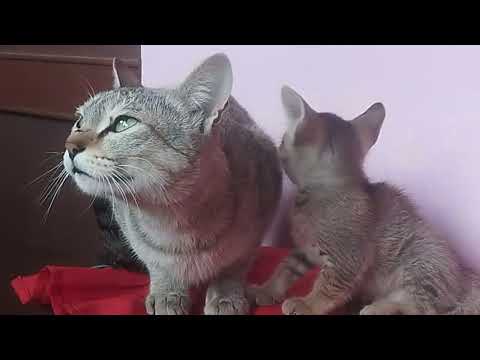 What are you doing ??  #Cat #behaviour