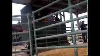 preview picture of video 'Bulls sale at Wilencote farm, Gisborne'