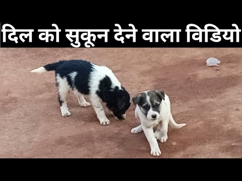 Baby Dogs - Cute and Funny Dog Videos Compilation