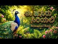 Ee Hasiru Siriyali Reimagined Remix Kannada DJ Beats