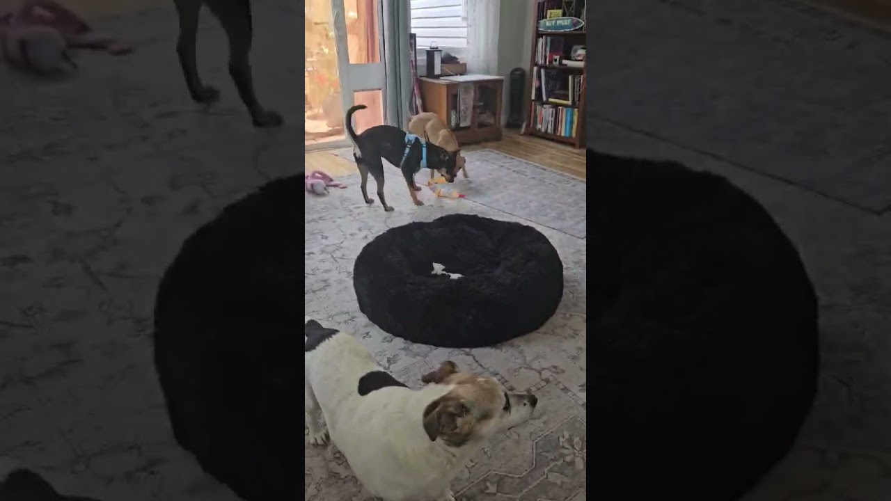 Bruno, a Adoptable mixed breed in Dyer, IN video 5/6