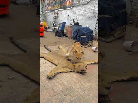 Scar want to play with simba🥹💔missyou simba #broken #lion #animallife #bigcatswildlife #pets