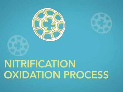 Integrated Fixed Film Activated Sludge IFAS video