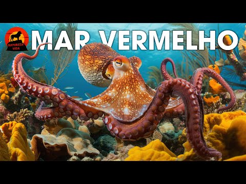 SEGREDOS DO MAR VERMELHO | A Luta Pela Vida nas Profundezas do Deserto Azul #animaisselvagens