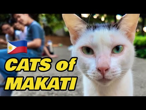 Cats of Makati 🇵🇭