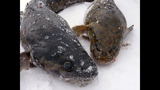 Где поймать налима в челябинской области