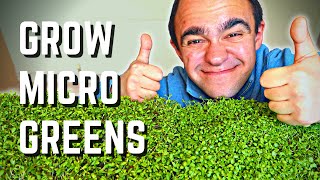 How To Grow Microgreens: Red Clover & Alfalfa Sprouting Seed