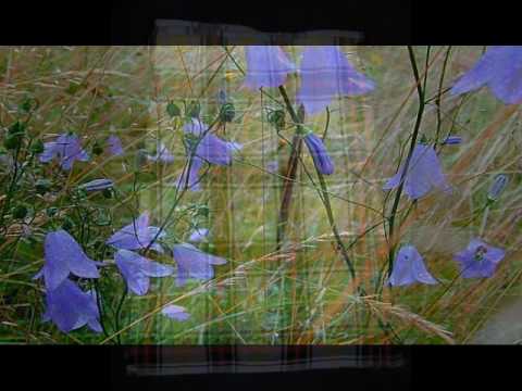 Blue Bells of Scotland - A. Pryor - Solist Dany Bonvin - Trombone - Blechschaden