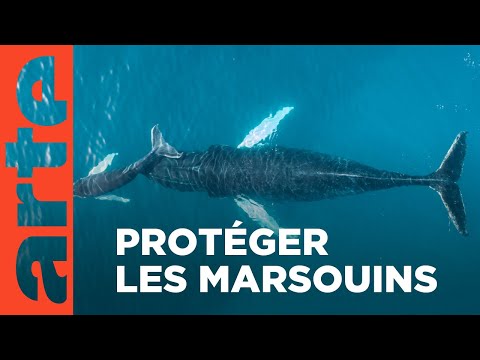 Les sauveteurs de baleines | ARTE Regards