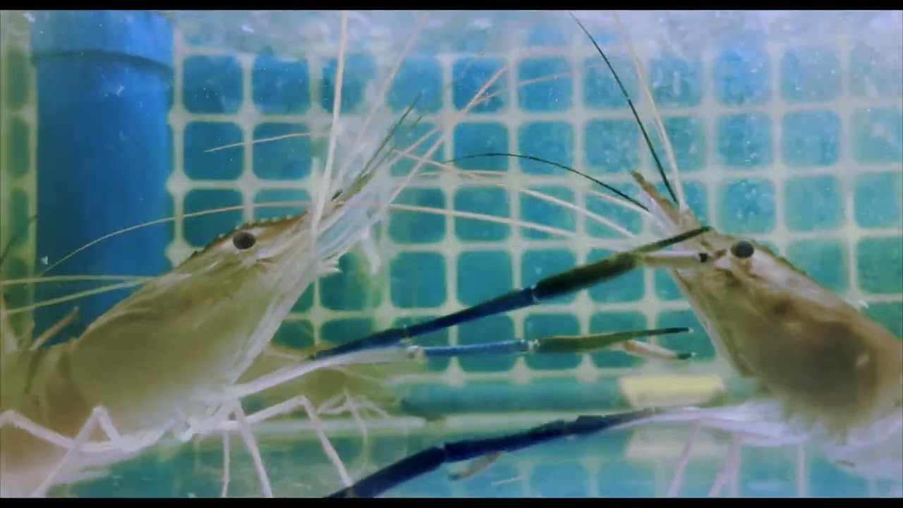 Water Under the Bridge - TRAILER