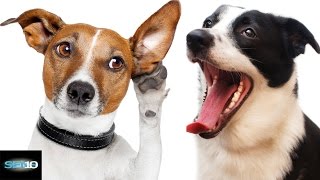 10 Things You DIDN&#39;T KNOW About Your DOG | Top 5 Countdown