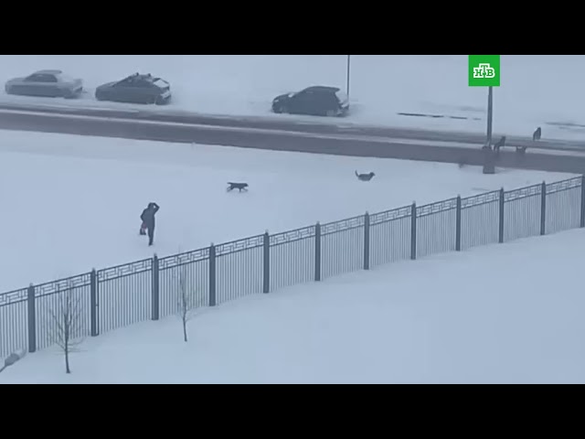 Стая диких собак напала на мужчину с питомцем в Солнцево