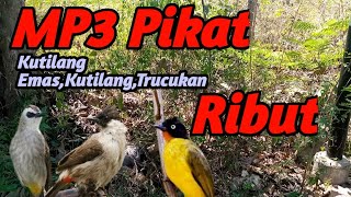 Download lagu Ini Dia,Kutilang Emas Ribut Kombinasi Kutilang Jambul Vs Trucukan | Suara Pikat Burung Besar Ribut mp3