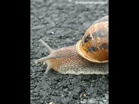 Beautiful Snail, Snail, Mollusk, Shell video, Entertainment Video