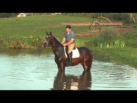 Domenika *2010  www.pferdesportservice.de - Teich