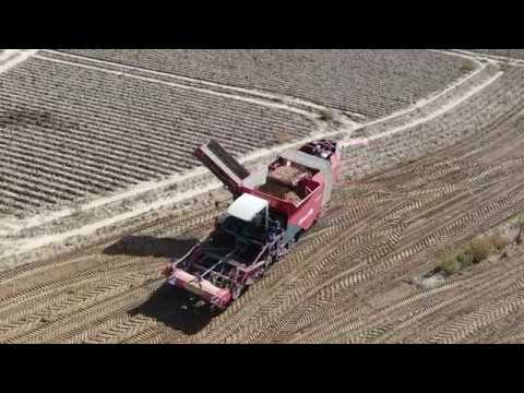 Aardappelen rooien met Agri Van Damme 2018