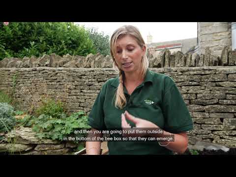 Solitary Bee Husbandry