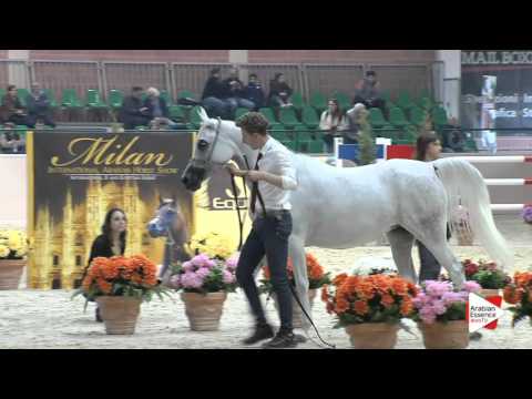 N.73 AMIRA BY ASHIRAF - Milan 2016 - Mares 7-9 years old (Class 8)