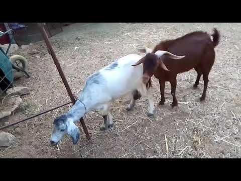 Goat Mating A Guide to Successful Breeding" Part 3 #goat #mating