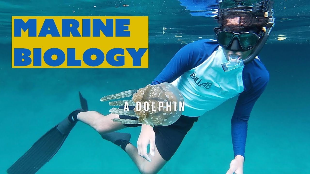 What it's like to study MARINE BIOLOGY