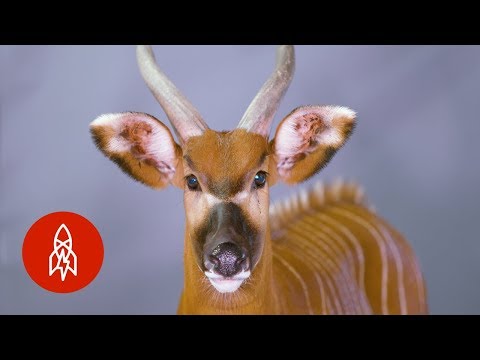 これらのアンテロープのわずか100があります。 (There Are Only 100 of these Antelopes Left in the Wild)