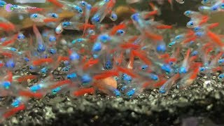 Một viên cám cho hơn 1000 chú neon ăn sáng