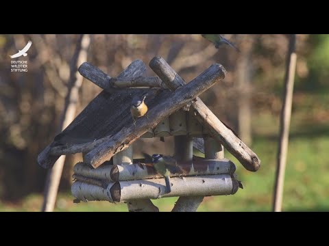 Jans Tierleben: Folge 1 – Vögel am Futterhäuschen