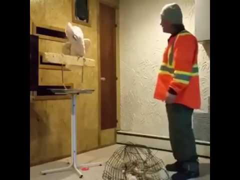 Guacamaya le reclama a su dueño por romper su jaula