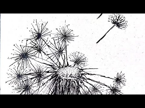 First experience with Pelikan Graphos, pen & ink, drawing a dandelion, music: The Flower Of Carnage