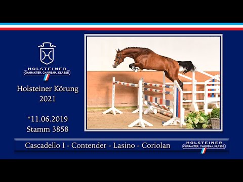 Holsteiner Körlot 2021 | Nr. 14 v. Cascadello I - Contender - Lasino - Coriolan