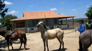 preview picture of video 'Teimosia cavalar - Fazenda Várzea Nova'