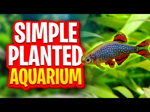 A Simple Unheated Planted Tank Setup For Celestial Pearl Danios - Beginner-Friendly Nano Aquarium!