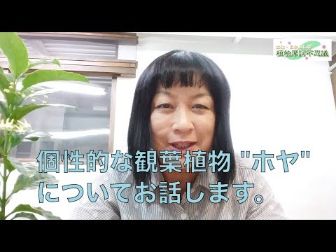 ホヤ (植物の属)について詳しく解説