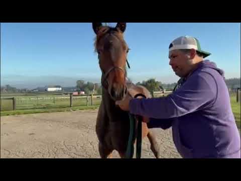 Essential Quality Dixie Serenade and Speakers Corner Moonlight Serenade 2024 foals