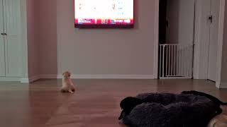 Little Puppy Tries to Watch TV in the Cutest Way