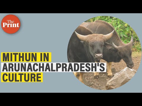 Why the Mithun is considered sacred in Arunachal Pradesh