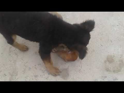 Manki rani and gog faet