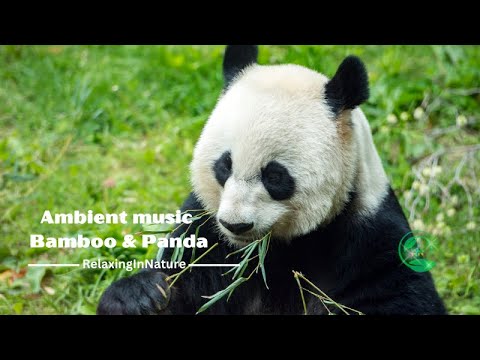 Cover Judul Musik Tidak Ditemukan