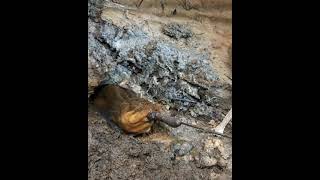 Eel fishing -Catch Eels From Hole Using Hook # Tik Tok