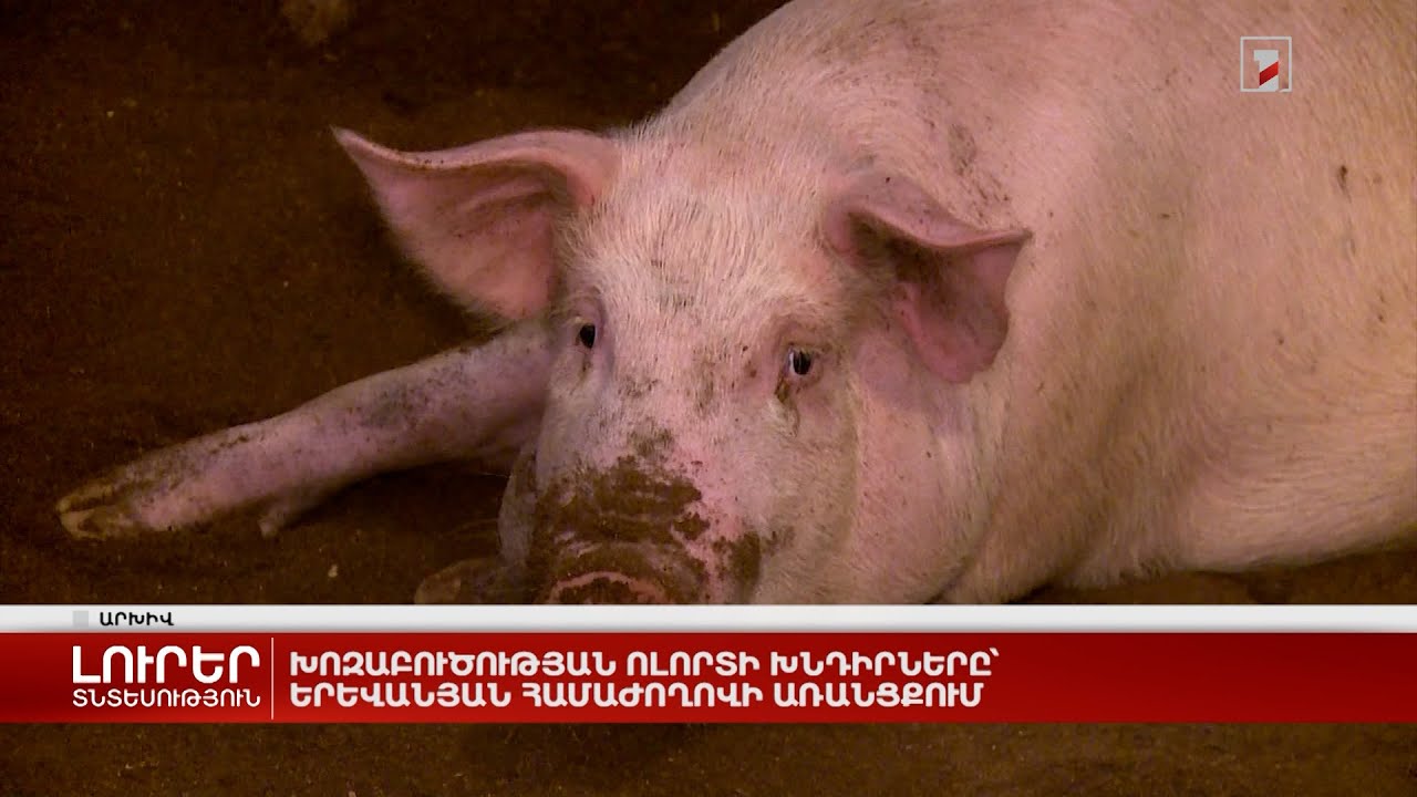 Խոզաբուծության ոլորտի խնդիրները՝ երևանյան համաժողովի առանցքում