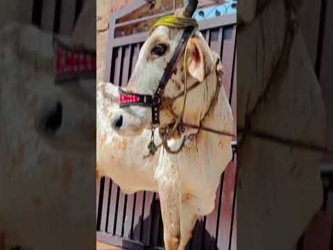 #cow #cutebaby#animals#cwo #shortsvideo#viral#cattleworld #bullfarm #bigcow #strongbull